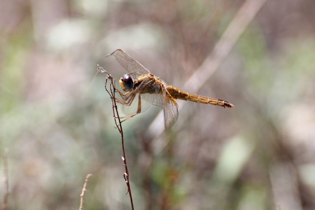 Anche queste dovrebbero essere Crocothemis erythraea